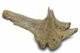 Hadrosaur (Edmontosaurus?) Dorsal Vertebral Arch - Wyoming #377965-1